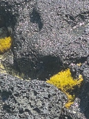 Ahnfeltiopsis concinna