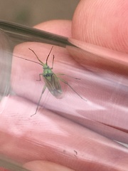 Closterotomus