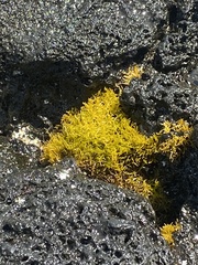 Ahnfeltiopsis concinna