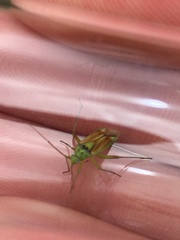 Closterotomus