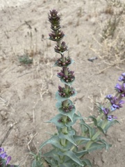 Penstemon acuminatus