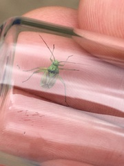 Closterotomus