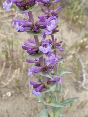 Penstemon acuminatus