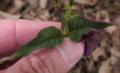 Monarda bradburiana