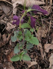 Monarda bradburiana