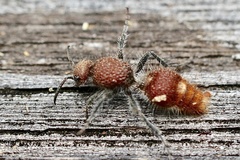 Ephutomorpha ferruginata