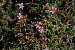 Pelargonium crithmifolium