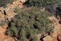 Pelargonium crithmifolium