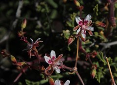 Pelargonium crithmifolium