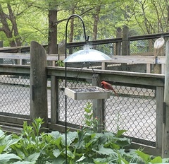 Cardinalis cardinalis cardinalis