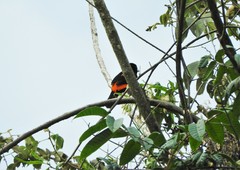 Ramphocelus flammigerus flammigerus