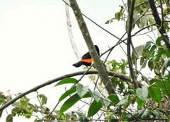 Ramphocelus flammigerus flammigerus