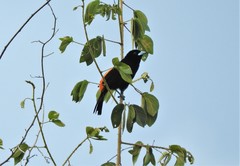 Ramphocelus flammigerus flammigerus