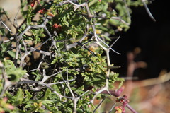 Pelargonium crithmifolium
