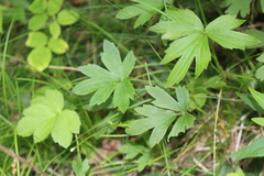 Ranunculus hispidus hispidus