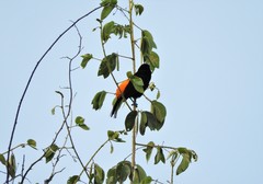 Ramphocelus flammigerus flammigerus