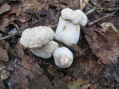 Tylopilus rhoadsiae
