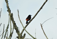 Ramphocelus flammigerus flammigerus