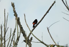 Ramphocelus flammigerus flammigerus