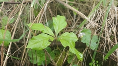 Lysimachia latifolia