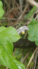 Lysimachia latifolia