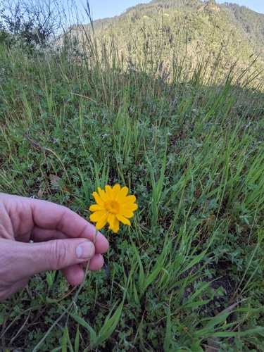 Eriophyllum lanatum