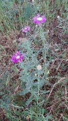 Centaurea polyacantha