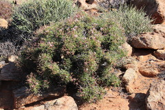Pelargonium crithmifolium
