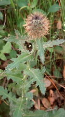 Centaurea polyacantha