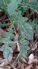 Centaurea polyacantha