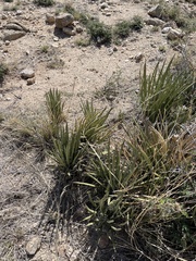 Agave schottii schottii