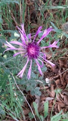 Centaurea polyacantha