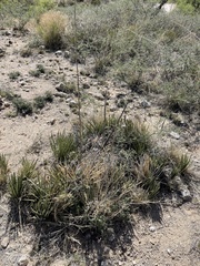 Agave schottii schottii