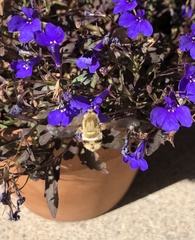 Heterostylum robustum