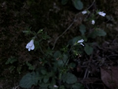 Mazus goodenifolius