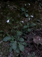 Mazus goodenifolius
