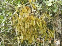 Dendrophthora obliqua