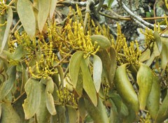 Dendrophthora obliqua