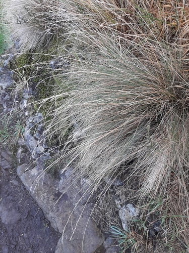 Image of Festuca actae by (c) Colin Meurk, some rights reserved (CC BY-SA)