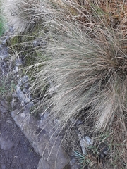 Festuca actae