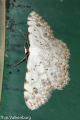 Scopula submutata