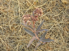 Asclepias pratensis