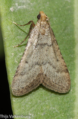 Bostra obsoletalis