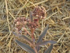 Asclepias pratensis