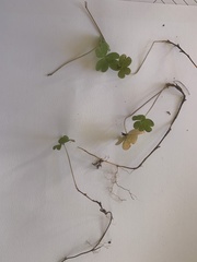 Oxalis incarnata