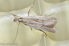 Dichomeris limbipunctellus