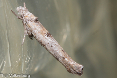 Zelleria oleastrella