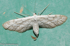 Idaea longaria