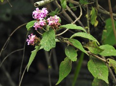 Lantana hirta