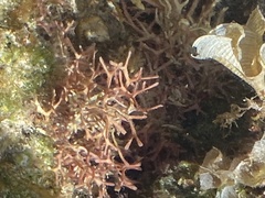 Dichotomaria marginata